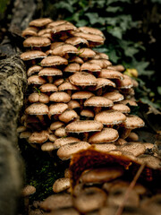  Cluster Of Armillaria Ostoyae Mushrooms Growing On A Mossy Forest Floor Near A Tree Trunk: A Serene Scene Of Natural Fungus Growth In The Woods Of Bavaria, Germany