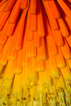 Red hot poker close-up