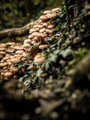  Cluster Of Armillaria Ostoyae Mushrooms Growing On A Mossy Forest Floor Near A Tree Trunk: A Serene Scene Of Natural Fungus Growth In The Woods Of Bavaria, Germany