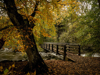 Wooden Footbridge Over A Flowing Stream In An Autumn Forest With Golden Leaves In Fürstenfeldbruck Bavaria, Germany: A Peaceful Path Amidst Nature's Colorful Fall Foliage And Serene Waters.