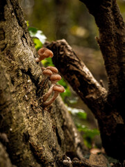  Cluster Of Armillaria Ostoyae Mushrooms Growing On A Mossy Forest Floor Near A Tree Trunk: A Serene Scene Of Natural Fungus Growth In The Woods Of Bavaria, Germany