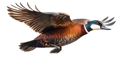 White Faced Whistling Duck on Transparent Background PNG, Pattern Background, Wallpaper, Cover and Screen of Smartphone, PC, Laptop, Transparent PNG