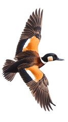 Fototapeta premium White Faced Whistling Duck on Transparent Background PNG, Pattern Background, Wallpaper, Cover and Screen of Smartphone, PC, Laptop, Transparent PNG