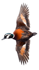 Obraz premium White Faced Whistling Duck on Transparent Background PNG, Pattern Background, Wallpaper, Cover and Screen of Smartphone, PC, Laptop, Transparent PNG