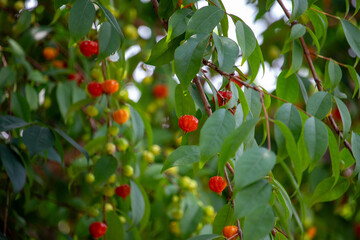 Pitanga (eugenia uniflora) é o fruto da pitangueira, dicotiledônea da família das mirtaceae.	
