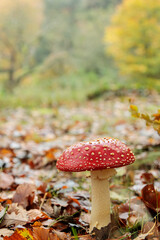 Close-up of a bright red fly agaric mushroom with white spots, standing tall among fallen autumn leaves in a soft, blurred forest background