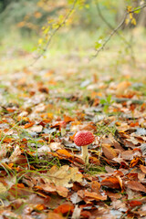 Small red fly agaric mushroom with white spots growing among autumn leaves in a forest, surrounded by natural fall colors and soft light