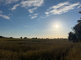 Fototapeta premium sunset over the field