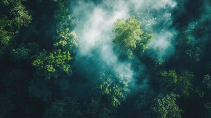 Obraz premium An aerial view of a dense forest shrouded in mist, with sun rays breaking through the clouds.