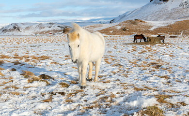 Naklejka premium White Icelandic horse standing in a meadow during winter time. Some snow on the grass. Beautiful horse in Iceland. Snowy mountains in the background. Amazing nature in Iceland, europe.