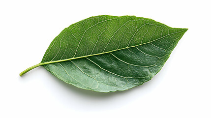 Obraz premium green leaf isolated on white
