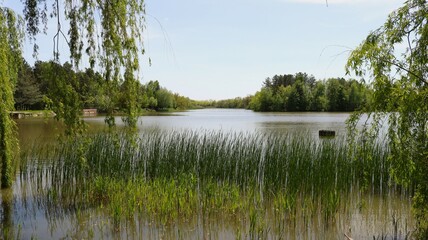 view through branches to beautiful landscape with quiet lake overgrown with burdocks near the shore on windy sunny day, calm pond surrounded by vegetation as natural background