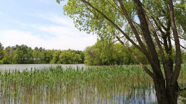 a lake overgrown with reeds and sedge, symbolizing environmental problems, a view of a body of standing water overgrown with vegetation, in a natural park
