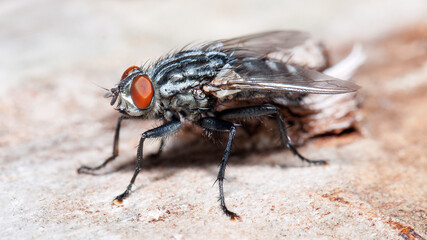 close up of a fly