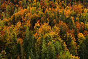 Obraz premium An aerial view showcasing a dense forest during autumn, with a stunning display of vibrant foliage. The trees are a mix of green evergreens and deciduous trees in shades of orange, red, and yellow.
