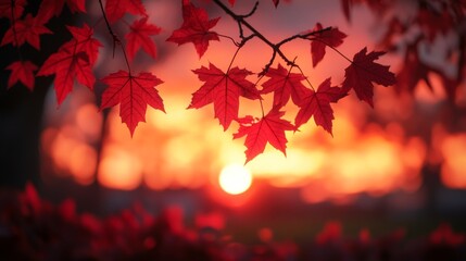 Red maple leaves silhouetted against a vibrant sunset sky.