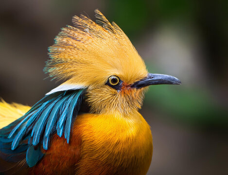 Bunter Paradiesvogel mit langen Federn am Kopf
