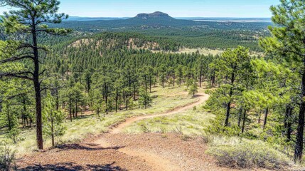 Fototapeta premium A winding dirt path leads through a dense forest of pine trees, with a mountain peak in the distance.