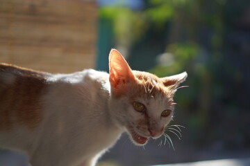 portrait of a cat with a eyes
