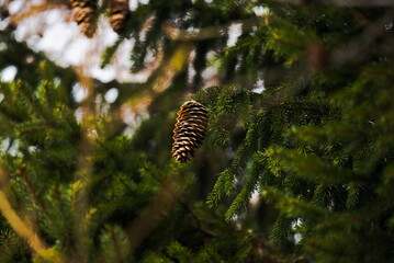 Dettaglio di una pigna circondata da rami di pino