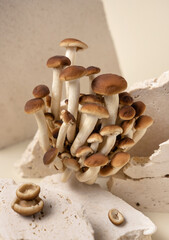 Fresh raw brown poplar mushrooms or velvet pioppini mushrooms on beige stones closeup