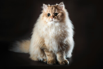 british long-haired cat sitting on a black background