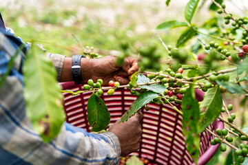 Coffee Harvesting Process HandPicked Fresh Beans for Quality Coffee Production