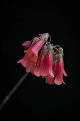 Flores originales