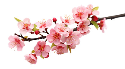Obraz premium PNG Plum Blossom blossom flower plant.