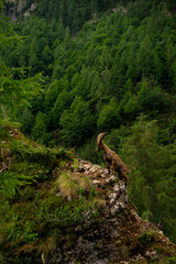 Foto di stambecco che scala una parete rocciosa