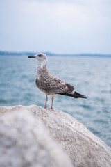 A seagull standing on a rock