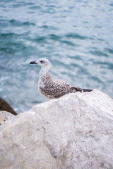 A seagull standing on a rock