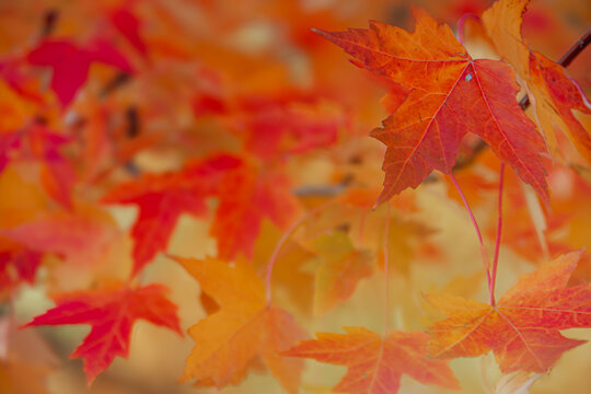 red maple leaves
