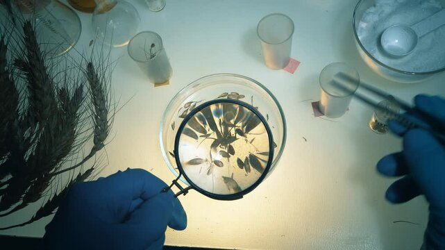 A laboratory worker examines wheat seeds while sitting at his workplace. The scientist analyzes the seeds for diseases, defects, and condition.