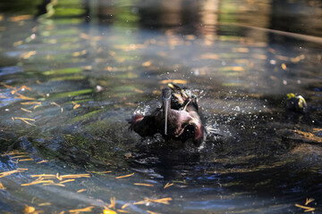 Bathing glossy ibis