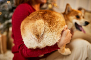 Pembroke welsh Corgi dogs tail or ass look like a heart shape while he sitting at owners hands