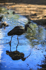 Glossy ibis