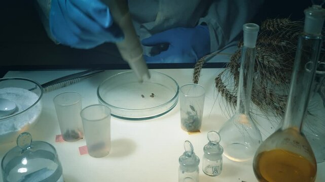 A laboratory worker examines wheat seeds while sitting at his workplace. The scientist analyzes the seeds for diseases, defects, and condition.