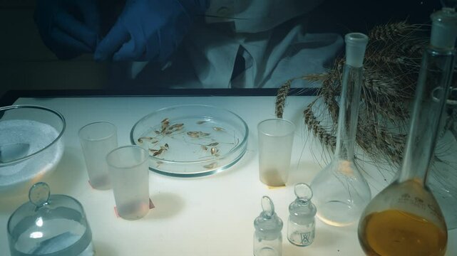 A laboratory worker examines wheat seeds while sitting at his workplace. The scientist analyzes the seeds for diseases, defects, and condition.