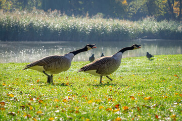 Canada goose large geese walking on green grass in a city park by a reservoir. wild big birds on the pond in autumn. geese chasing and attacking birds and pigeons to defend their eggs and territory. a