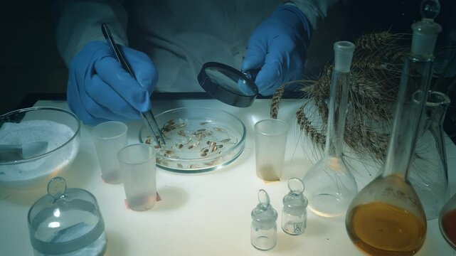 A laboratory worker examines wheat seeds while sitting at his workplace. The scientist analyzes the seeds for diseases, defects, and condition.