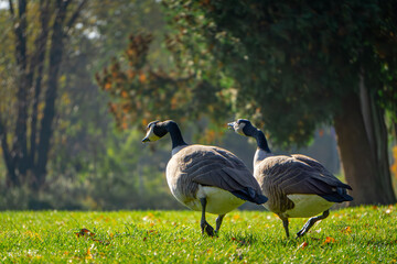 Canada goose large geese walking on green grass in a city park by a reservoir. wild big birds on the pond in autumn. geese chasing other geese attacking birds to defend their eggs and territory. aggre