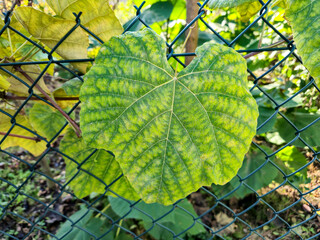 A close-up of a vibrant green leaf shaped like a heart against a fence, showcasing intricate details and textures against a blurred garden background.
