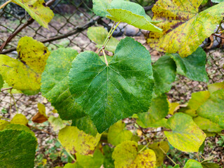 A close-up of green heart-shaped leaf among yellowing leaves, showcasing nature's beauty during...