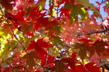bright red sugar maple leaves in autumn