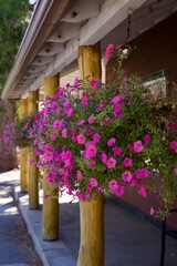 bright pink petunias in hanging flower baskets
