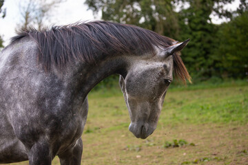 Cheval  gris 