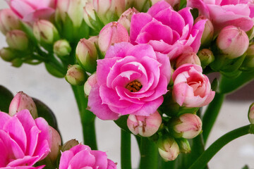 Kalanchoe ou flor-da-fortuna de diversas cores. Flores. Primavera	
