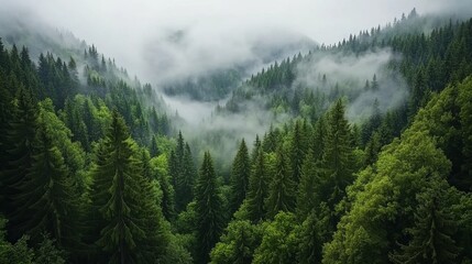 Misty mountain forest with lush green trees.