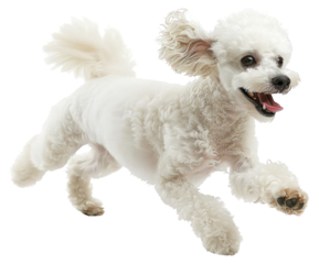 PNG  Happy poodle running energetically outdoors.